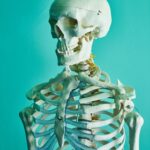 Realistic human skeleton model showcasing anatomy in a scientific context.